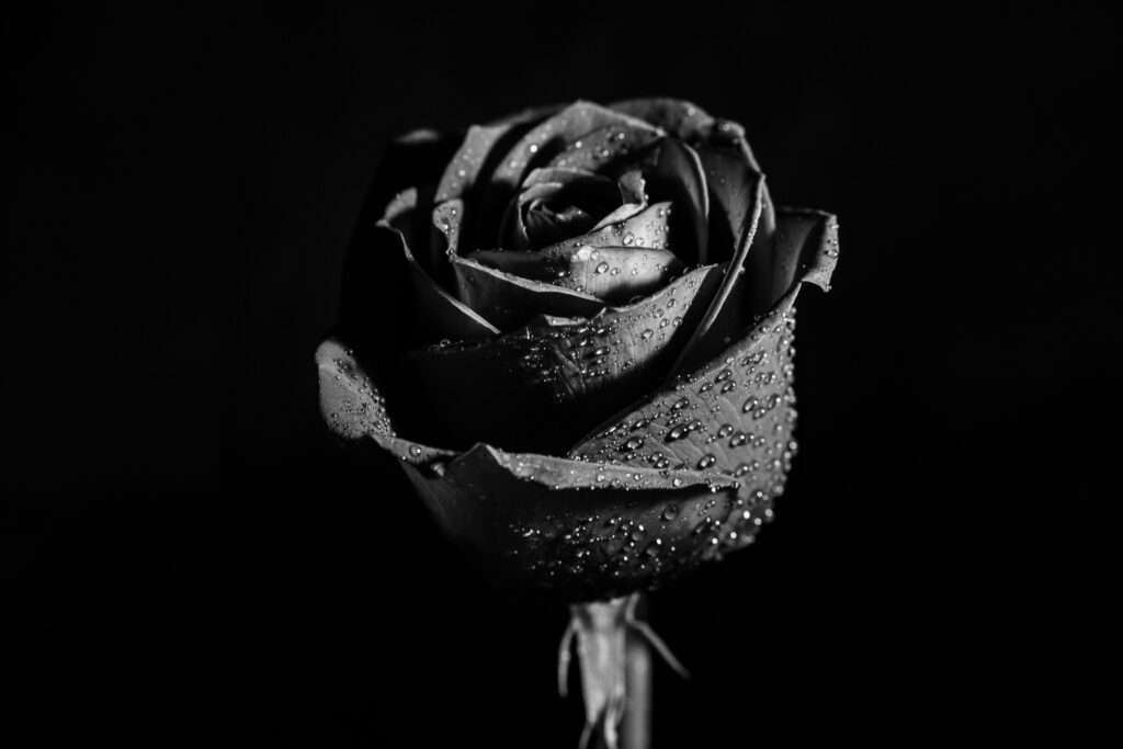 A black rose to signify grief